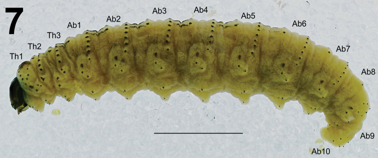 Figure 7.