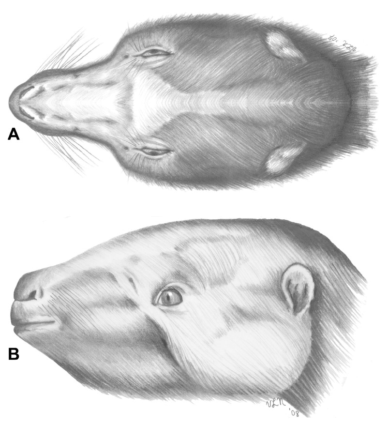 Figure 11. 