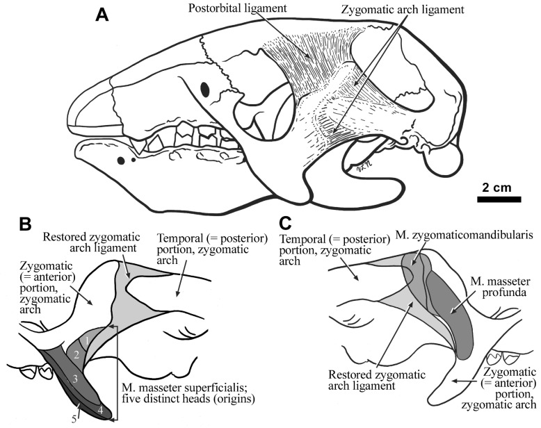 Figure 3. 