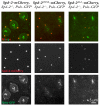 Figure 6—figure supplement 1.