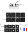 Figure 1—figure supplement 1.
