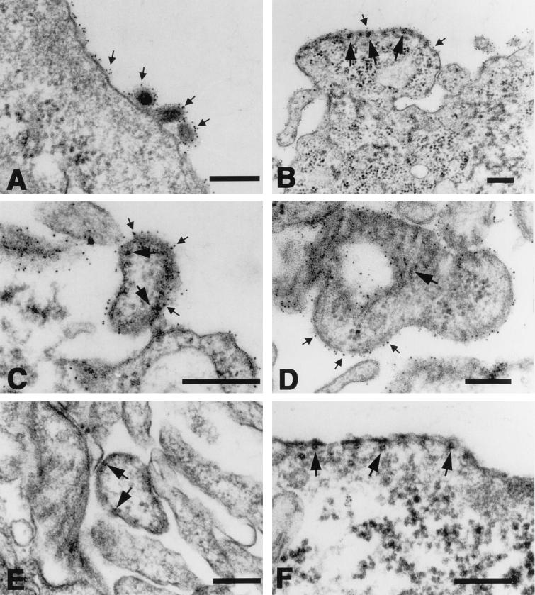 FIG. 6