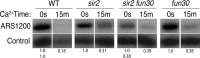 Figure 3—figure supplement 1.