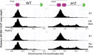 Figure 5—figure supplement 3.