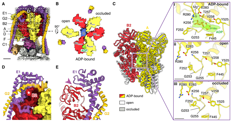 Fig. 2