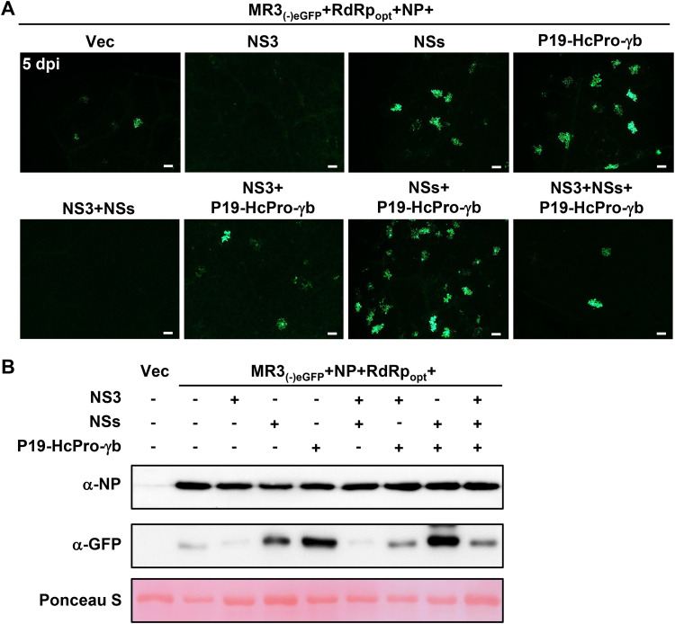 FIG 3