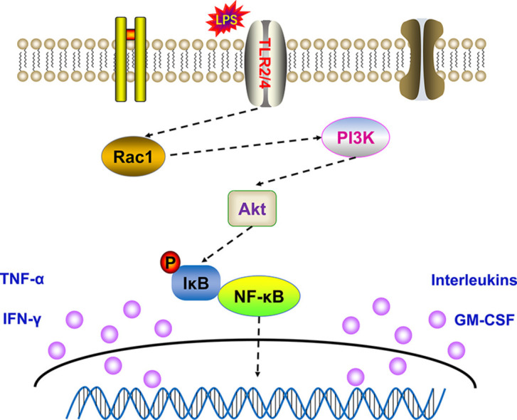 Huashibaidu formula attenuates sepsis-induced acute lung injury via ...