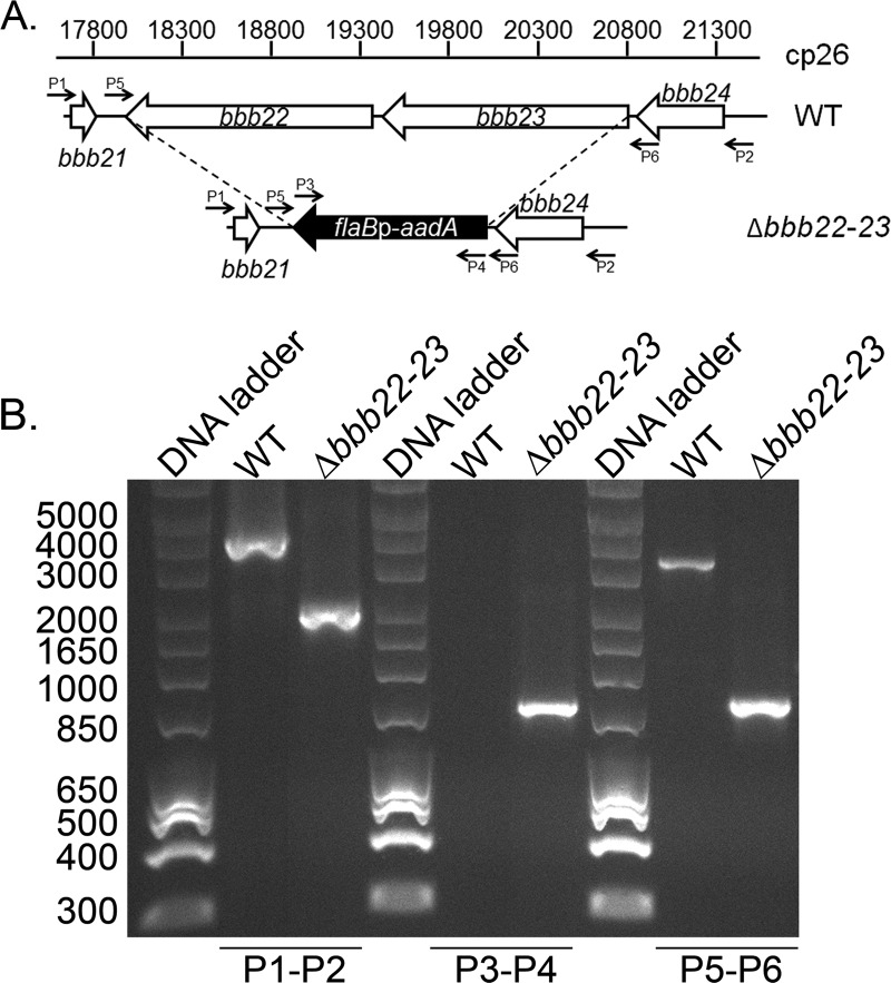 Fig 3