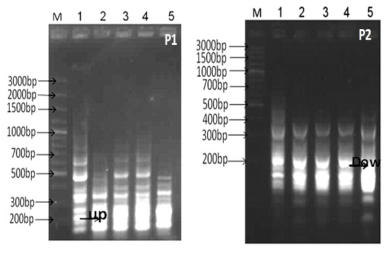 Fig. 1: Differential display-PCR using primer P1 and P2 (M; DNA marker 3Kbp ladder, lane 1; gingival normal cells, lanes 2-5 different stages of gingival clinical melanin pigmentation score 0&3).