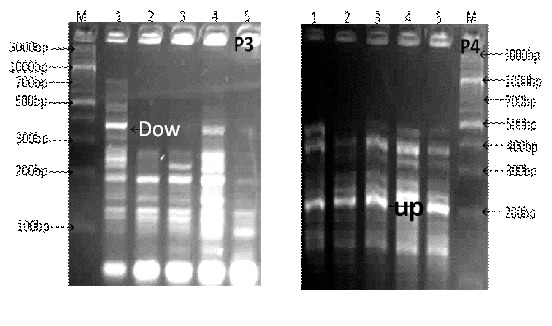 Fig. 2: Differential display-PCR using primer P1 and P2 (M; DNA marker 3Kbp ladder, lane 1; gingival normal cells, lanes 2-5 different stages of gingival clinical melanin pigmentation score 0&3).