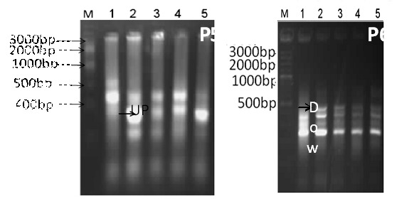 Fig. 3: Differential display-PCR using primer P3 and P4 (M; DNA marker 3Kbp ladder, lane 1; gingival tissues without melanin hyper-pigmentation, lanes 2-5 different stages of gingival tissues with clinical melanin pigmentation score 0 &3).