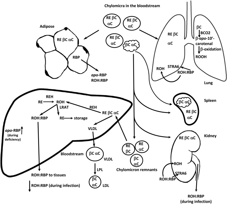 FIGURE 4