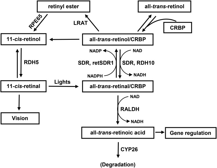 FIGURE 3