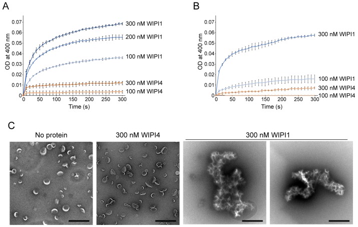 Figure 4—figure supplement 4.