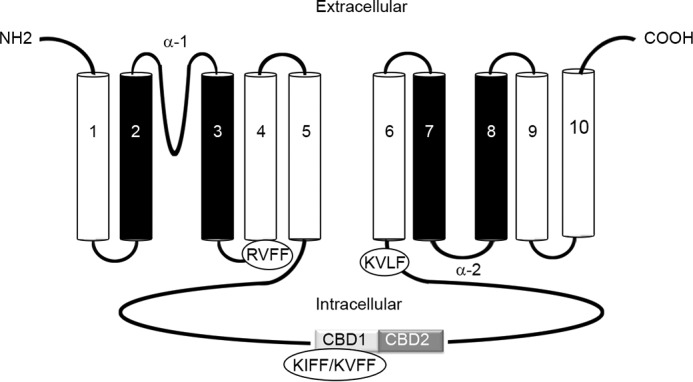 FIGURE 1.