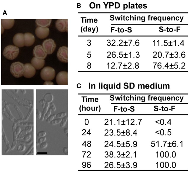 Figure 4