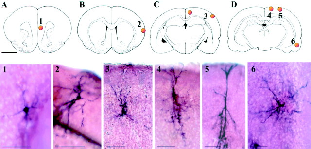 Fig. 7.