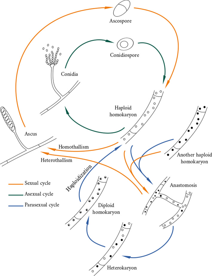 Figure 5