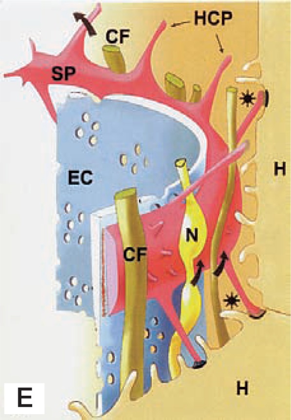 Fig. 2E.