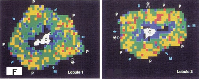 Fig. 2F.