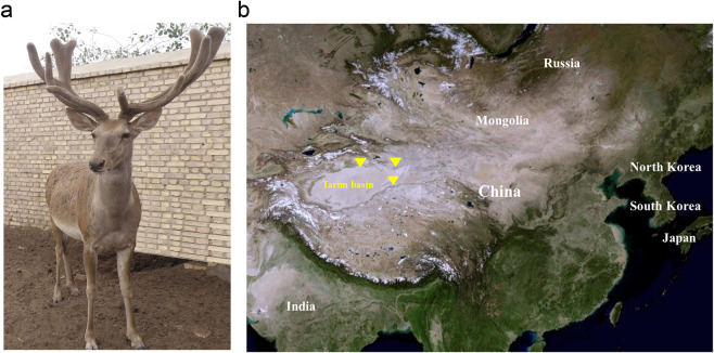 Fig. 1