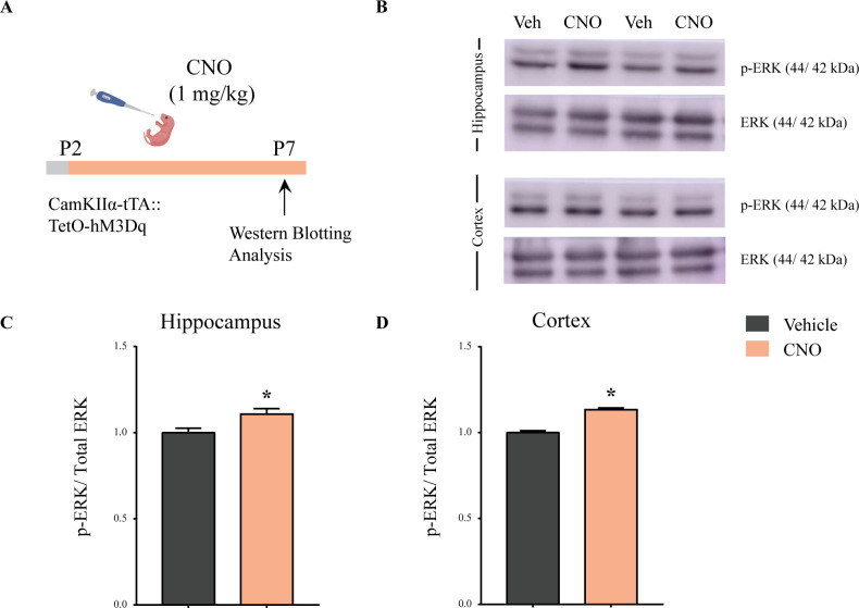 Figure 1—figure supplement 2.