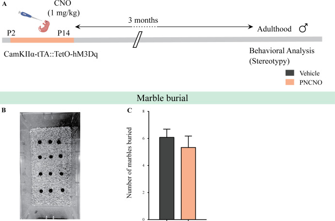 Figure 2—figure supplement 4.