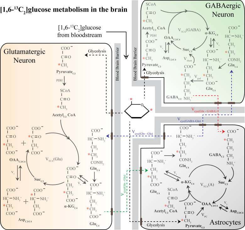 Figure 5—figure supplement 1.