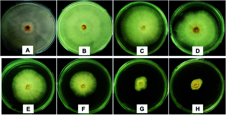 Fig. 11