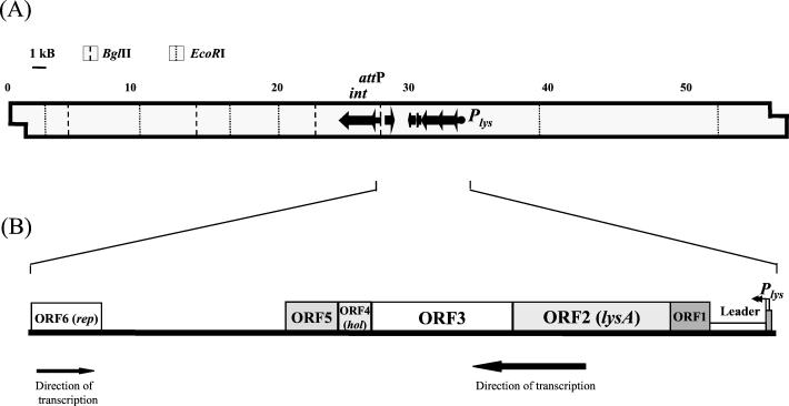 FIG. 1.