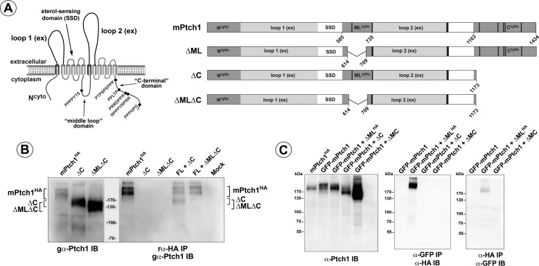 FIGURE 1.