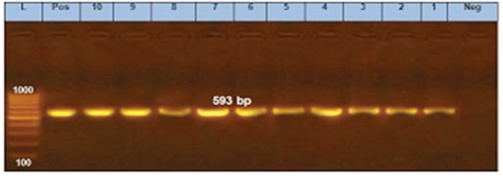 Figure 5.