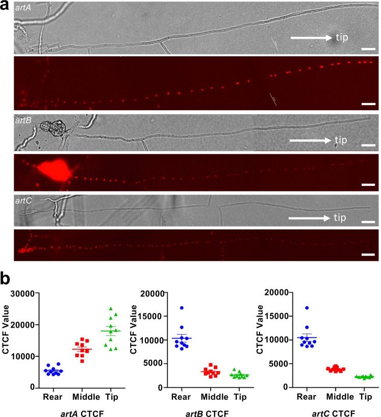 Fig. 3