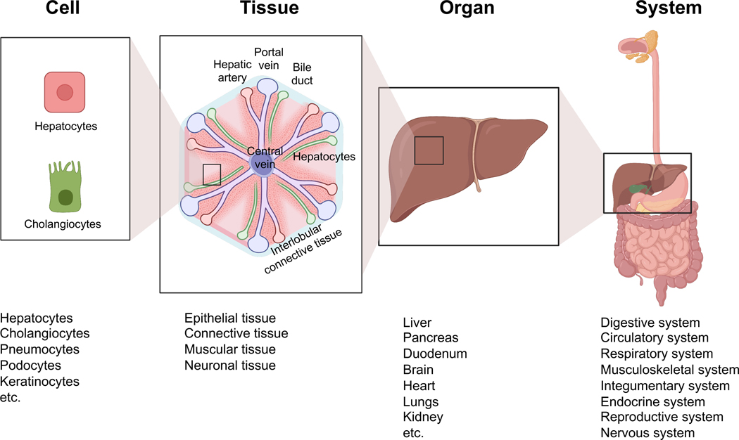 Fig1.