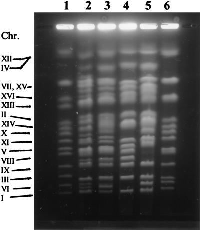 FIG. 1