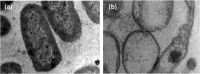 Fig. 12