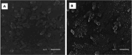 Fig. 16