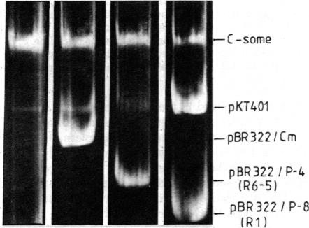 graphic file with name pnas00659-0075-a.jpg