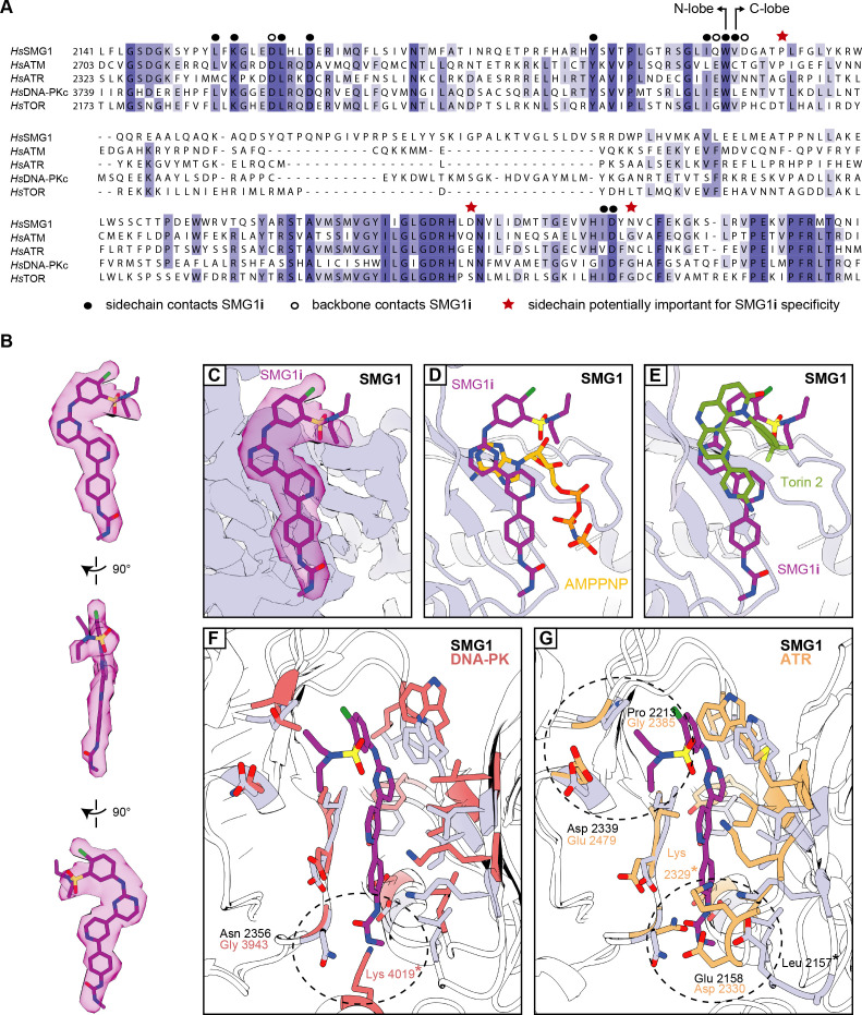 Figure 2—figure supplement 3.