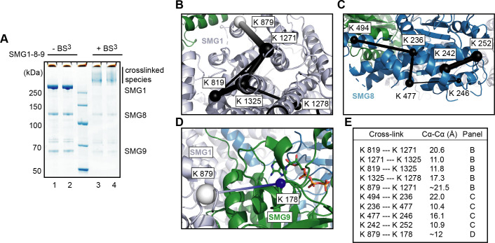 Figure 4—figure supplement 1.