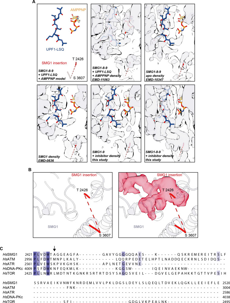 Figure 3—figure supplement 1.