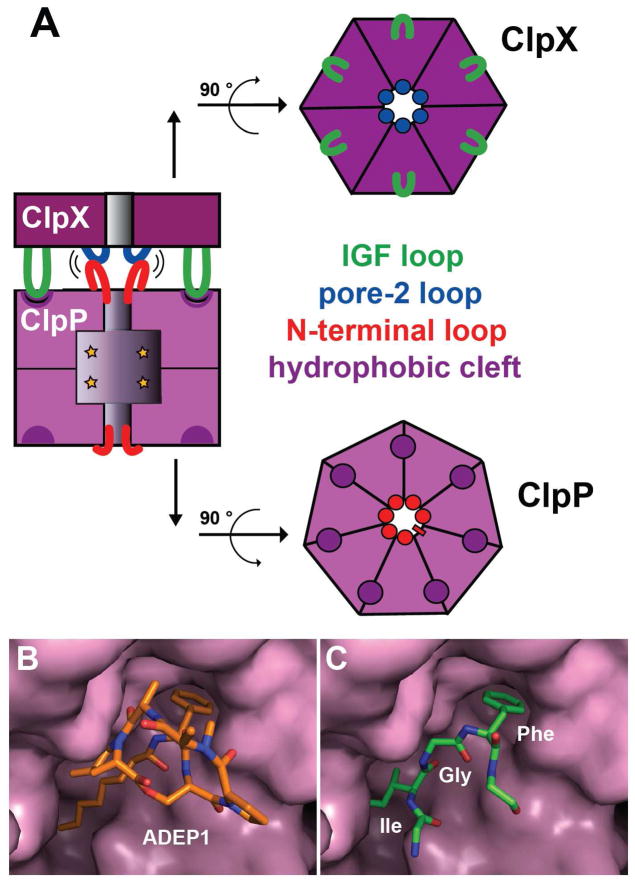 Fig. 9