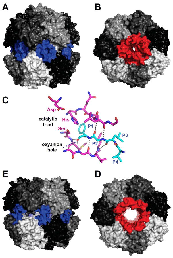 Fig. 8