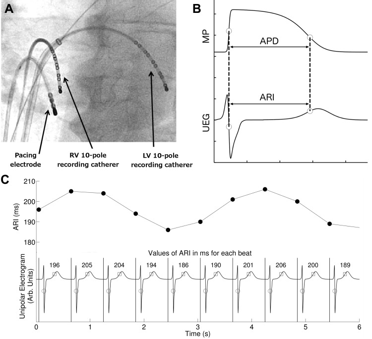 Fig. 1.