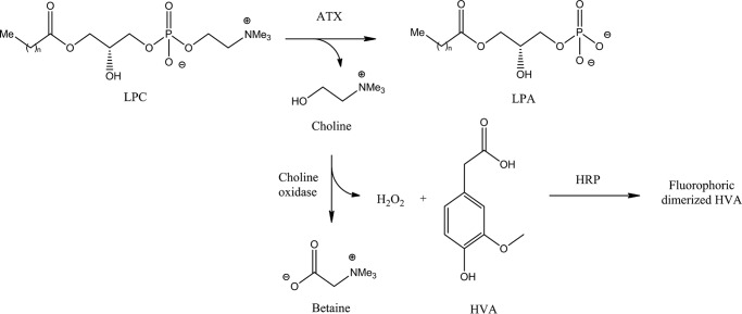 SCHEME 1.