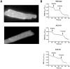 Fig 7