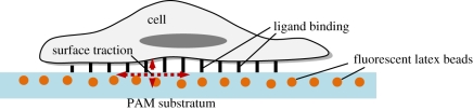 Figure 5.