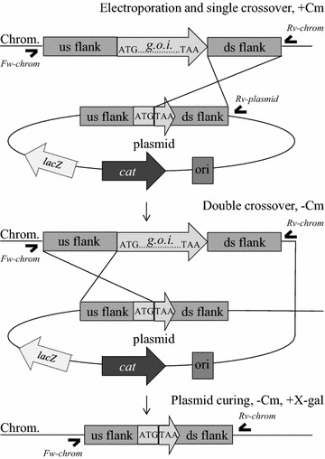 Figure 1