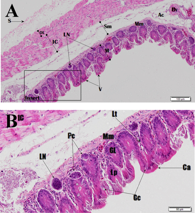 Fig. 24