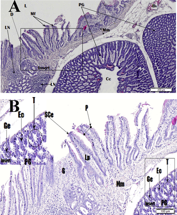 Fig. 12